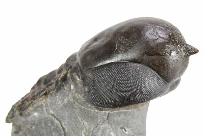 Pelagic Trilobite (Cyclopyge) Fossil - Exceptional Specimen #255355